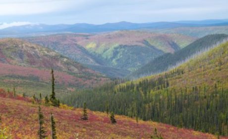 Fall color on Top of the World Highway in the Yukon