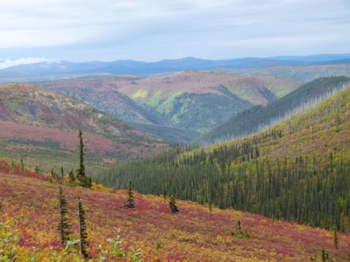 Fall color on Top of the World Highway in the Yukon