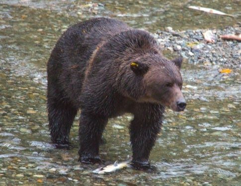 Grizzly bear looking for a salmon breakfast at Fish Creek, Alaska.