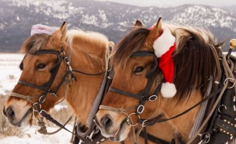 Horses pull the sleigh at The Resort at Paws Up