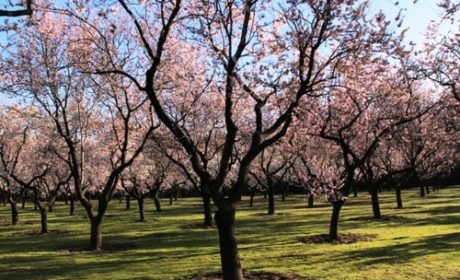 Blooming Almond Trees in Madrid