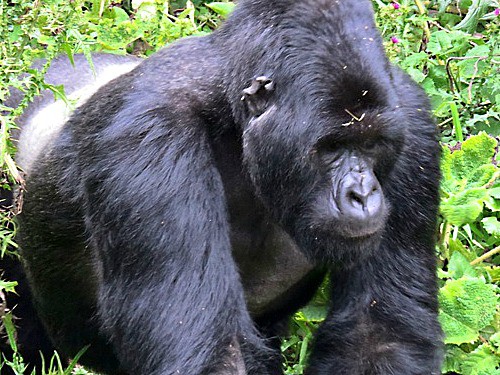 Gorilla Trekking in Rwanda