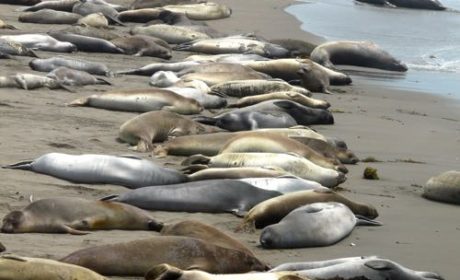 Elephant seals at Piedras Blancas on Pacific Coast Highway