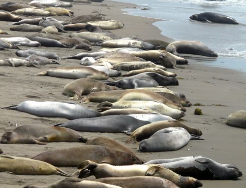 Elephant seals at Piedras Blancas on Pacific Coast Highway