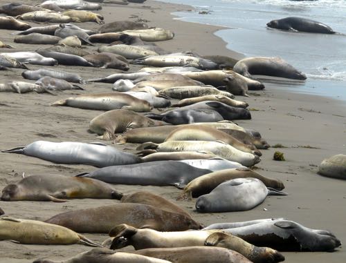 Watching the Elephant Seals at Piedras Blancas, CA