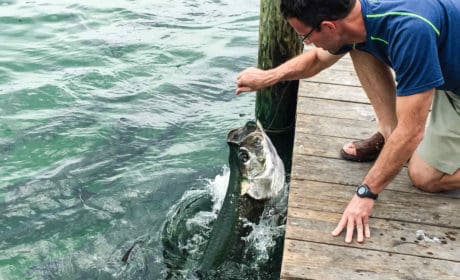 man feeding a tarpon fish in Islamorado Florida