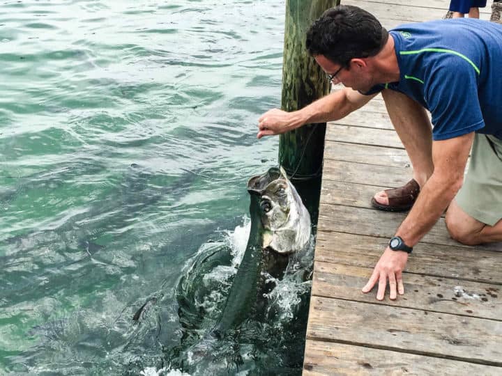 man feeding a tarpon fish in Islamorado Florida