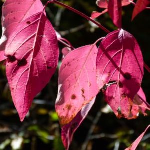 Photographing fall colors on a road trip