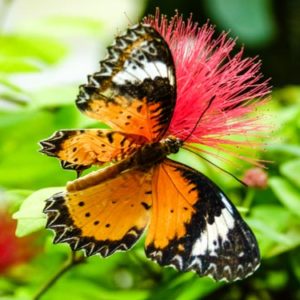 Discover butterflies and more on a day in Key West.