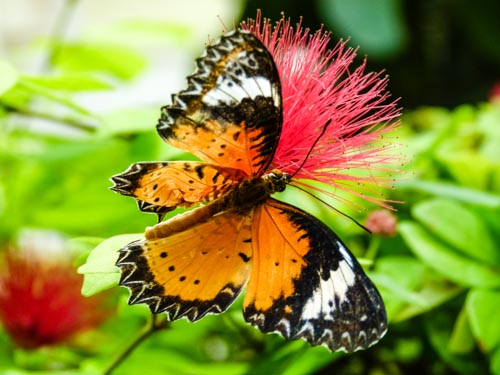 Discover butterflies and more on a day in Key West.