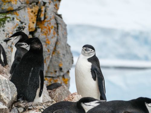 chinstrap penguins on Half Moon Island in Antarctica