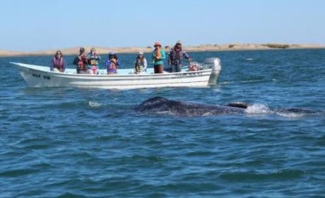 Whale watching in Magdelana Bay