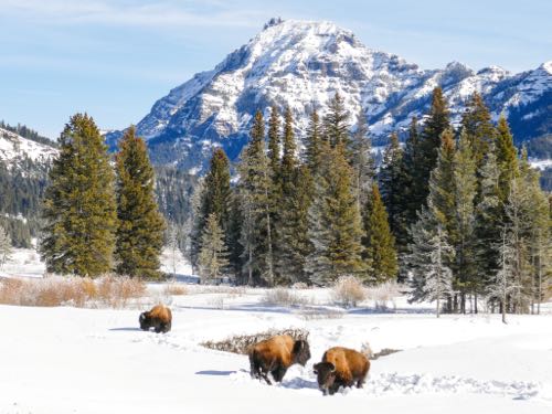 Visit Lamar Valley in the winter