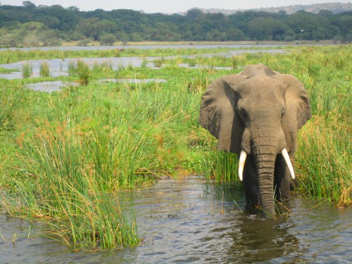 Lone elephant in Victoria Nile