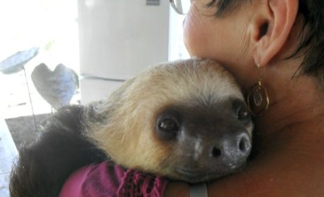 Raquel's Ark in Volcan, Panama,