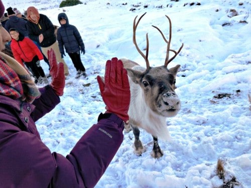 Meet Scotland’s Wild Reindeer on a Cairngorm Reindeer Adventure