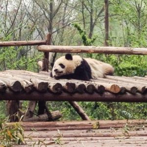 Seeing pandas in China