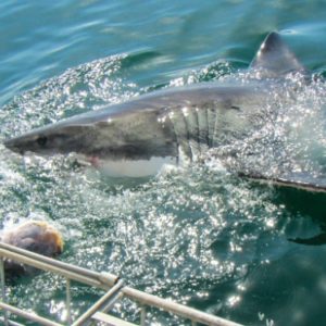 Shark in the water