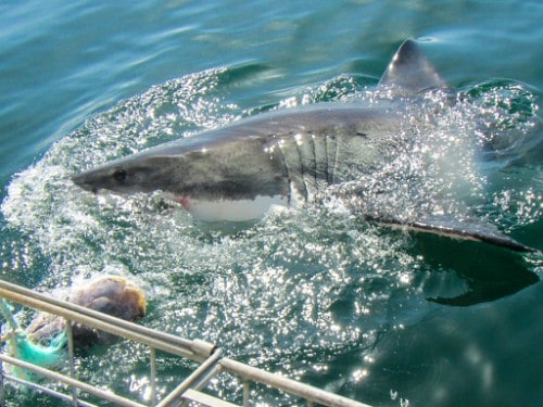 Diving with Great White Sharks in South Africa