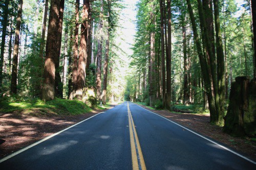 Blue ribbon of highway traveling through the forest.