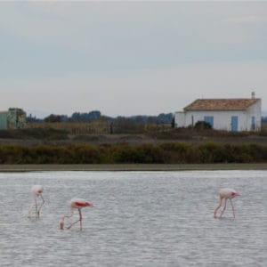 pink flamingos in water