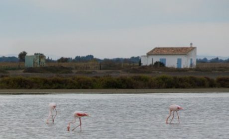 pink flamingos in water