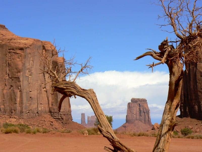 View of Monument Valley looking through a tree branch.