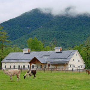 goats grazing in front of a barn surrounded by mountains