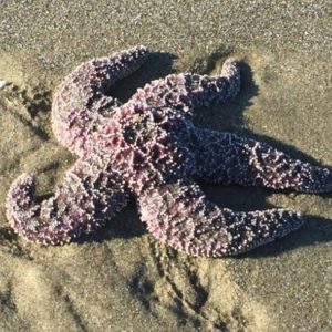 Starfish in the sand
