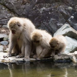 Close up of three snow monkeys peering into the water of a hot spring at their reflections.