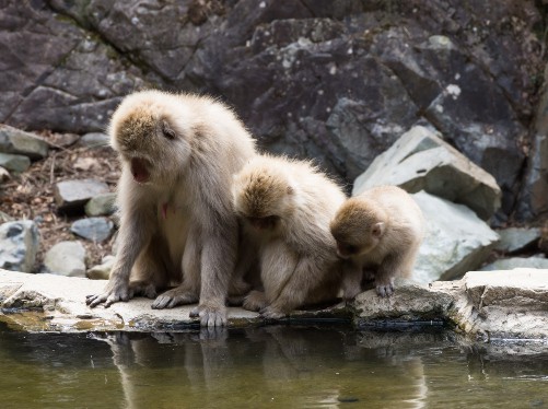 Close up of three snow monkeys peering into the water of a hot spring at their reflections.