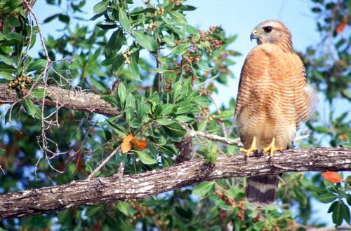 hawk in a tree