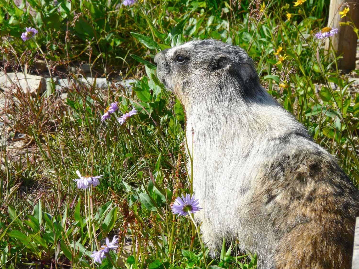gray marmot in widlflowers and grass