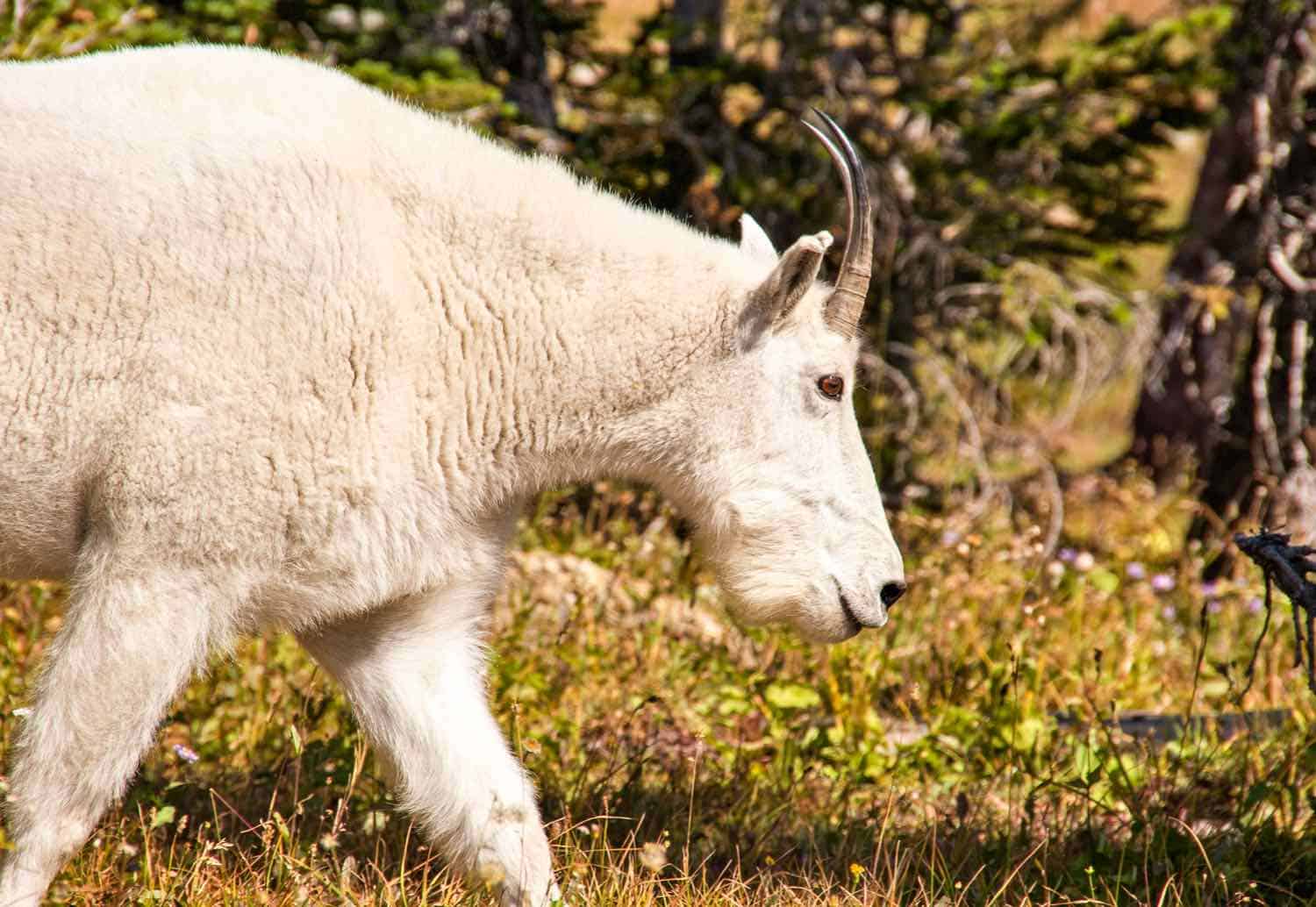 Close up of a mountain goat