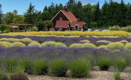 Blue lavender interspersed with yellow flowering plants and a brown home surrounded by evergreen trees.