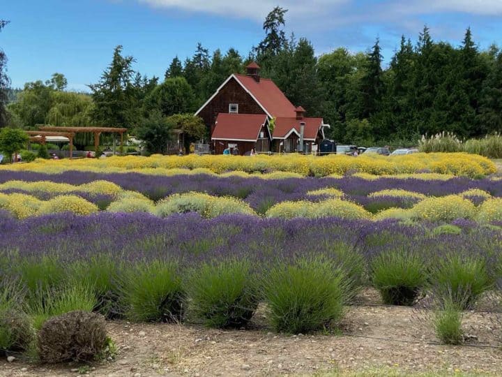 Blue lavender interspersed with yellow flowering plants and a brown home surrounded by evergreen trees.