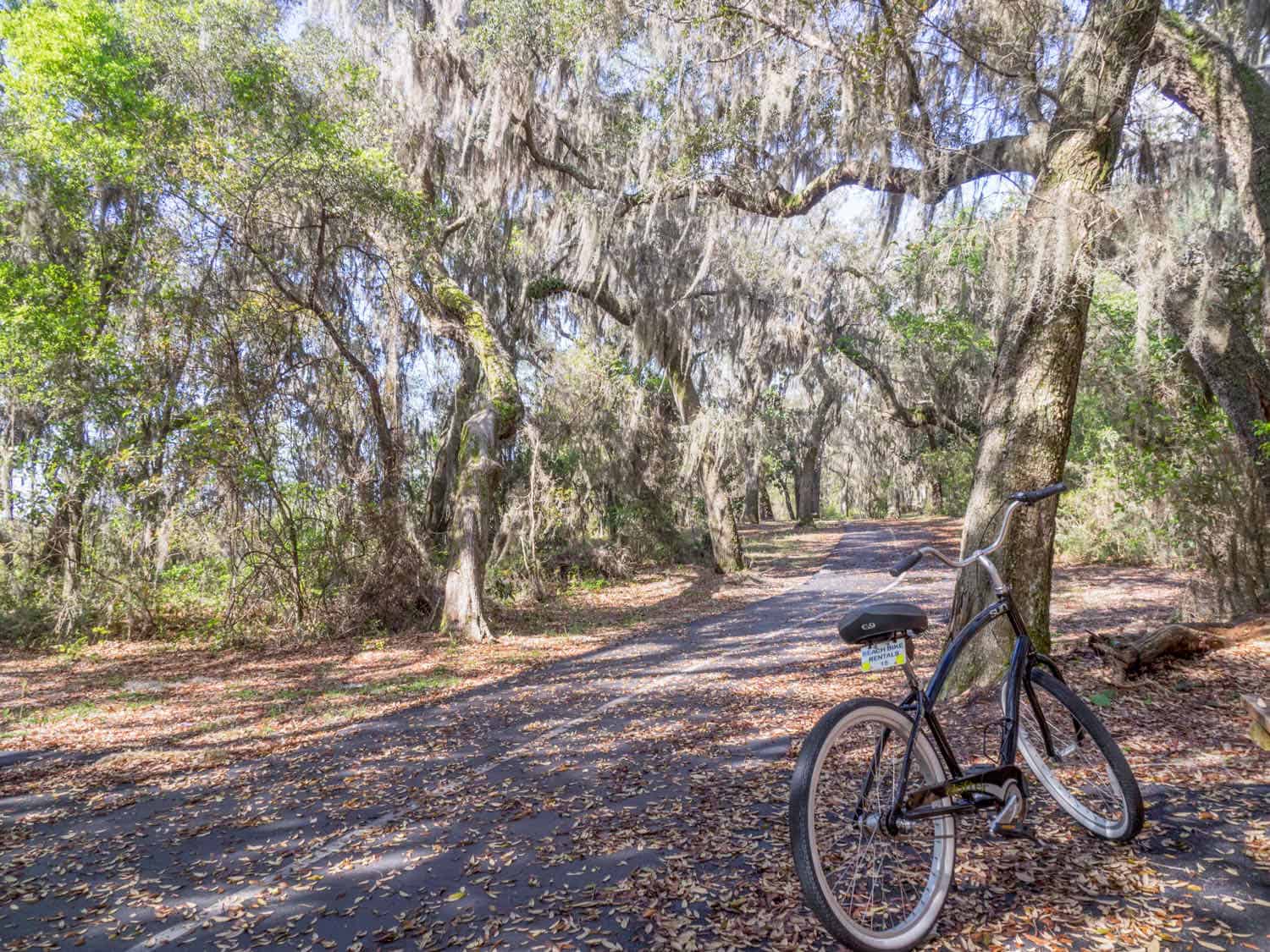 Bicycle next to a tree on a forested bike path on the Alabama Coastal Birding Trail
