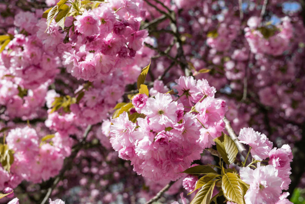 The Best Cities to See Spring Blossoms in Europe