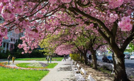 Pink blooming trees overhang a sidewalk and park
