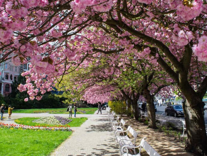 Pink blooming trees overhang a sidewalk and park