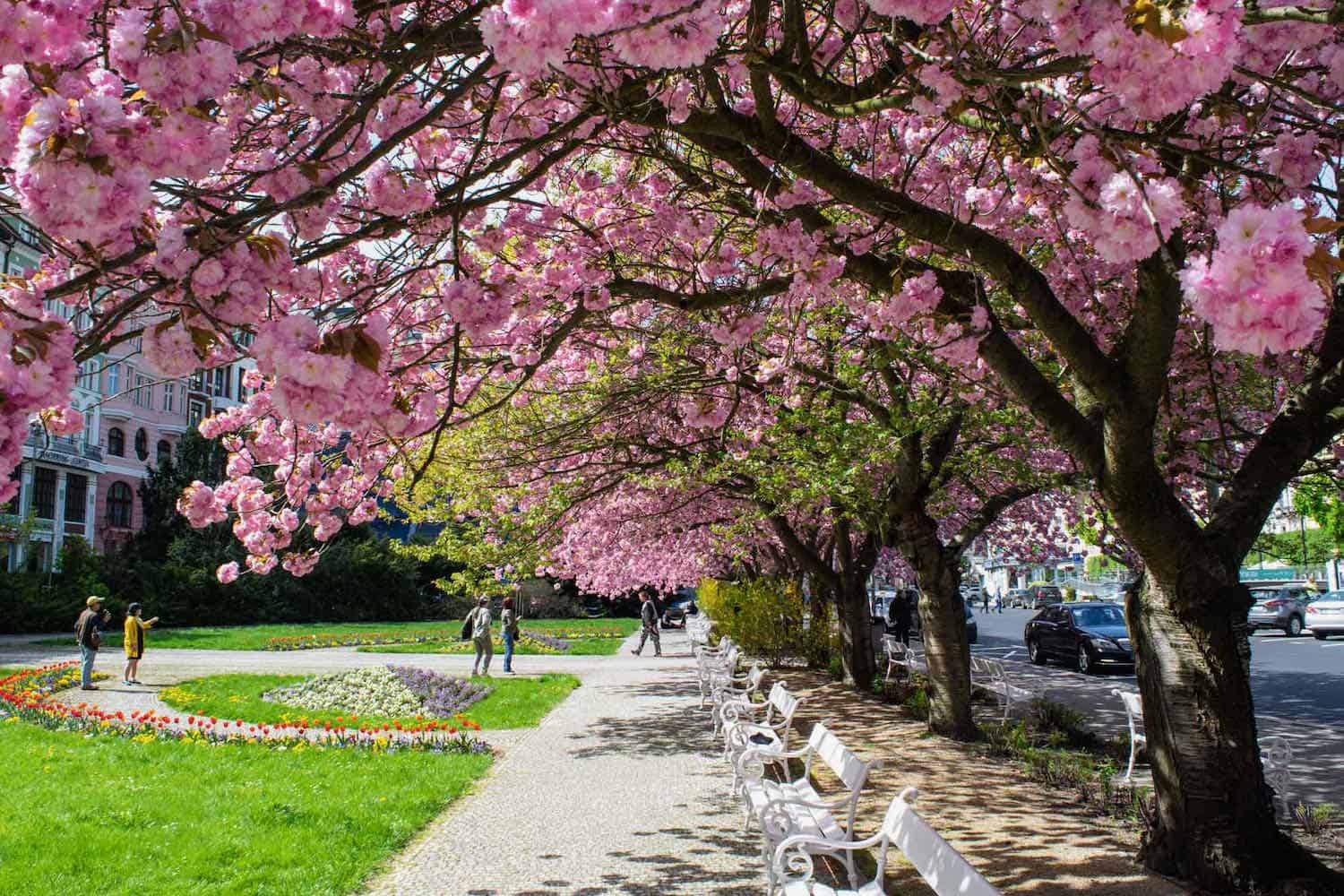 Pink blooming trees overhang a sidewalk and park in Karlovy Vary, Czech Republic.
