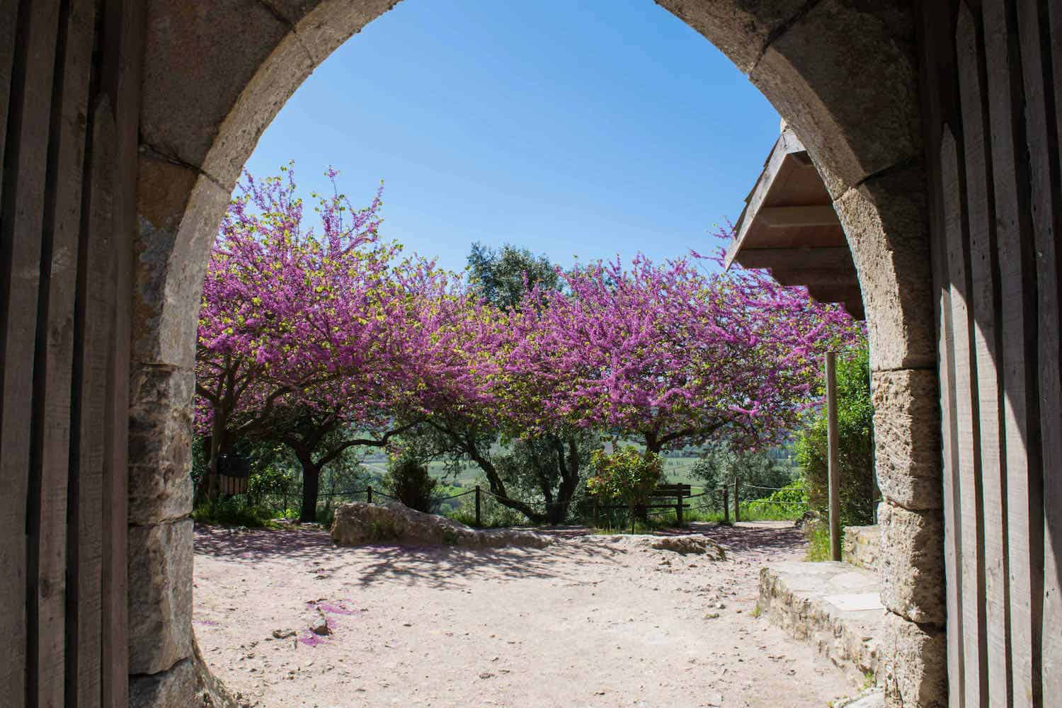 Pink blooming trees as seen through a stone archway in Obidos Portugal