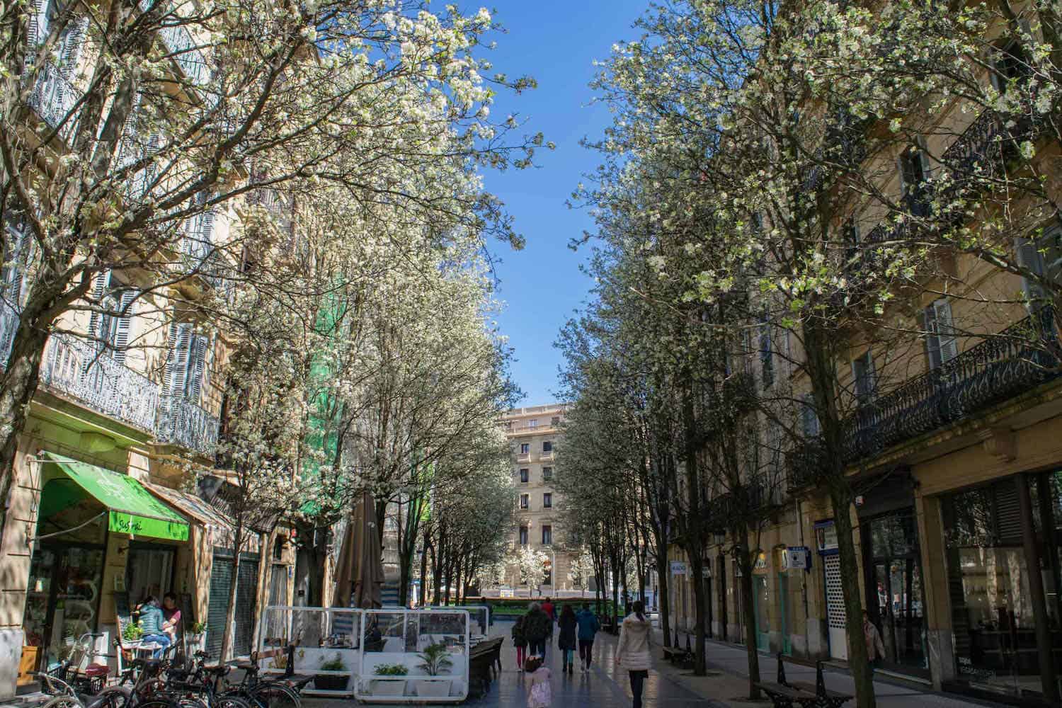 City street lined with trees that are blooming white