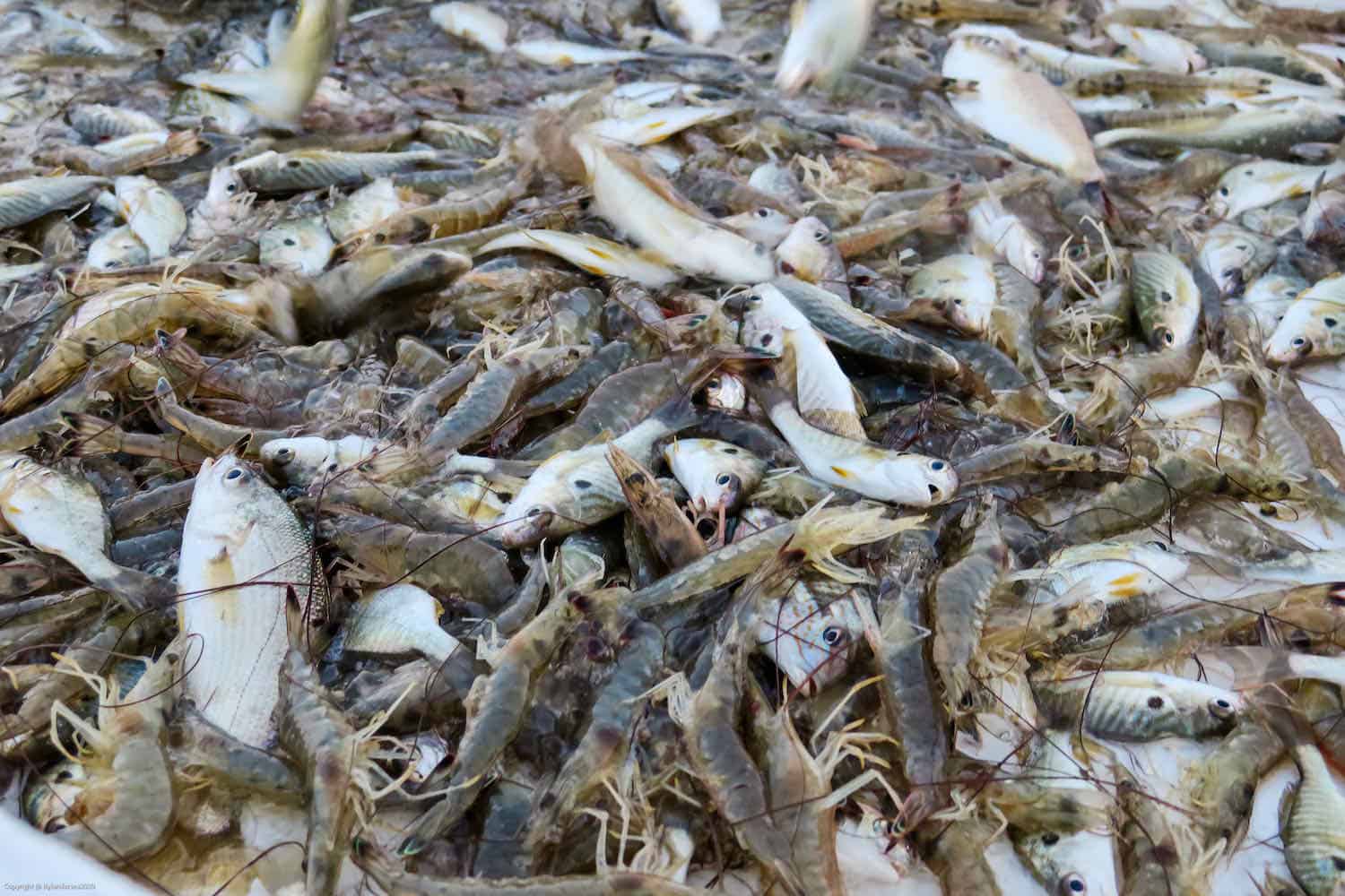 Pile of shrimp on a boat