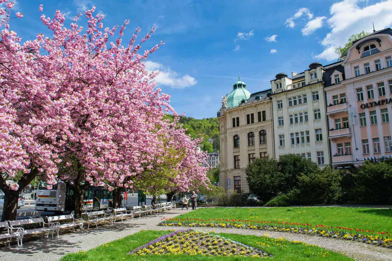Pink blooming trees across from buildings with lawn between them in Karlovy Vary.