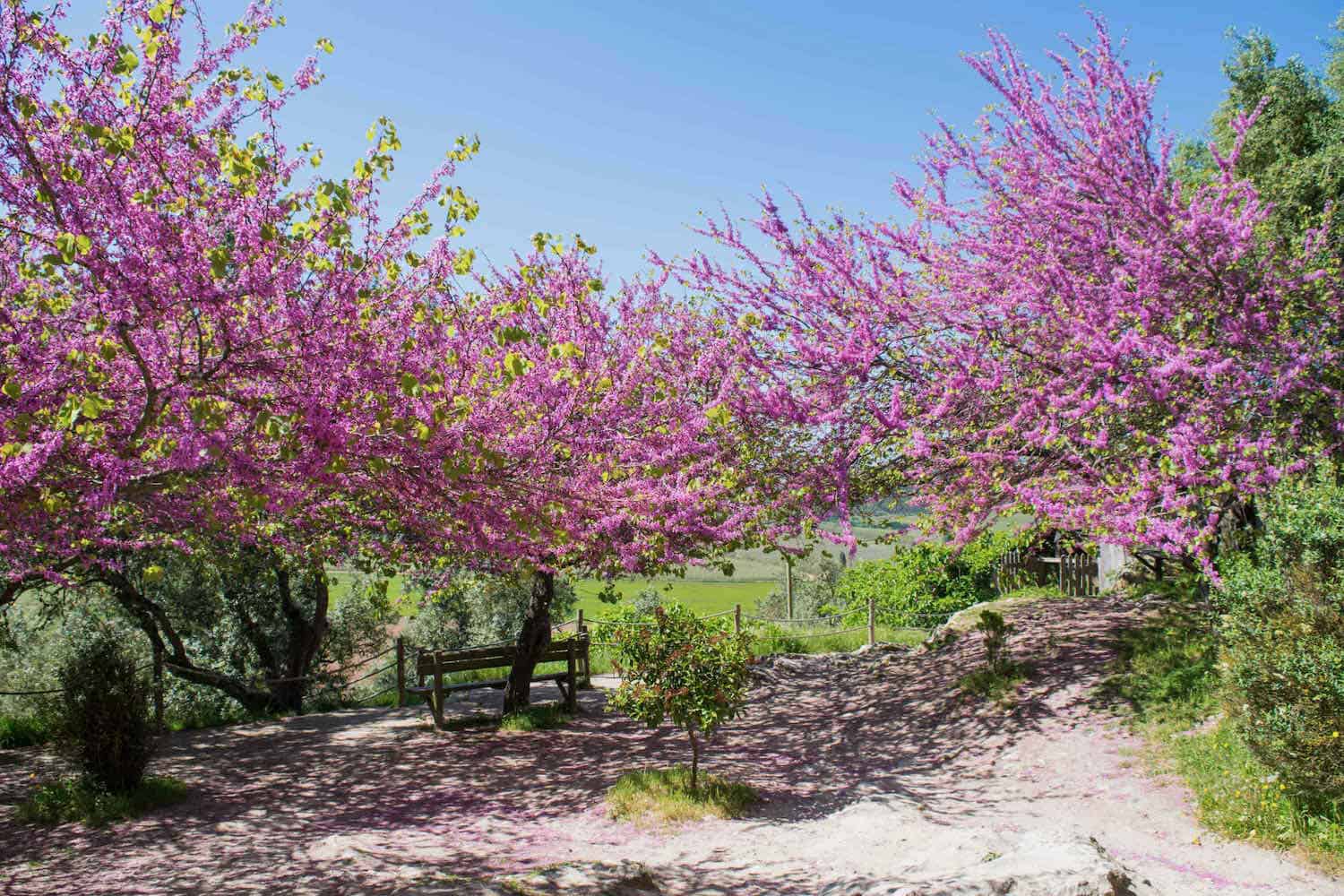 pink judas trees with a park bench sitting beneath them in Obidos, Portugal.
