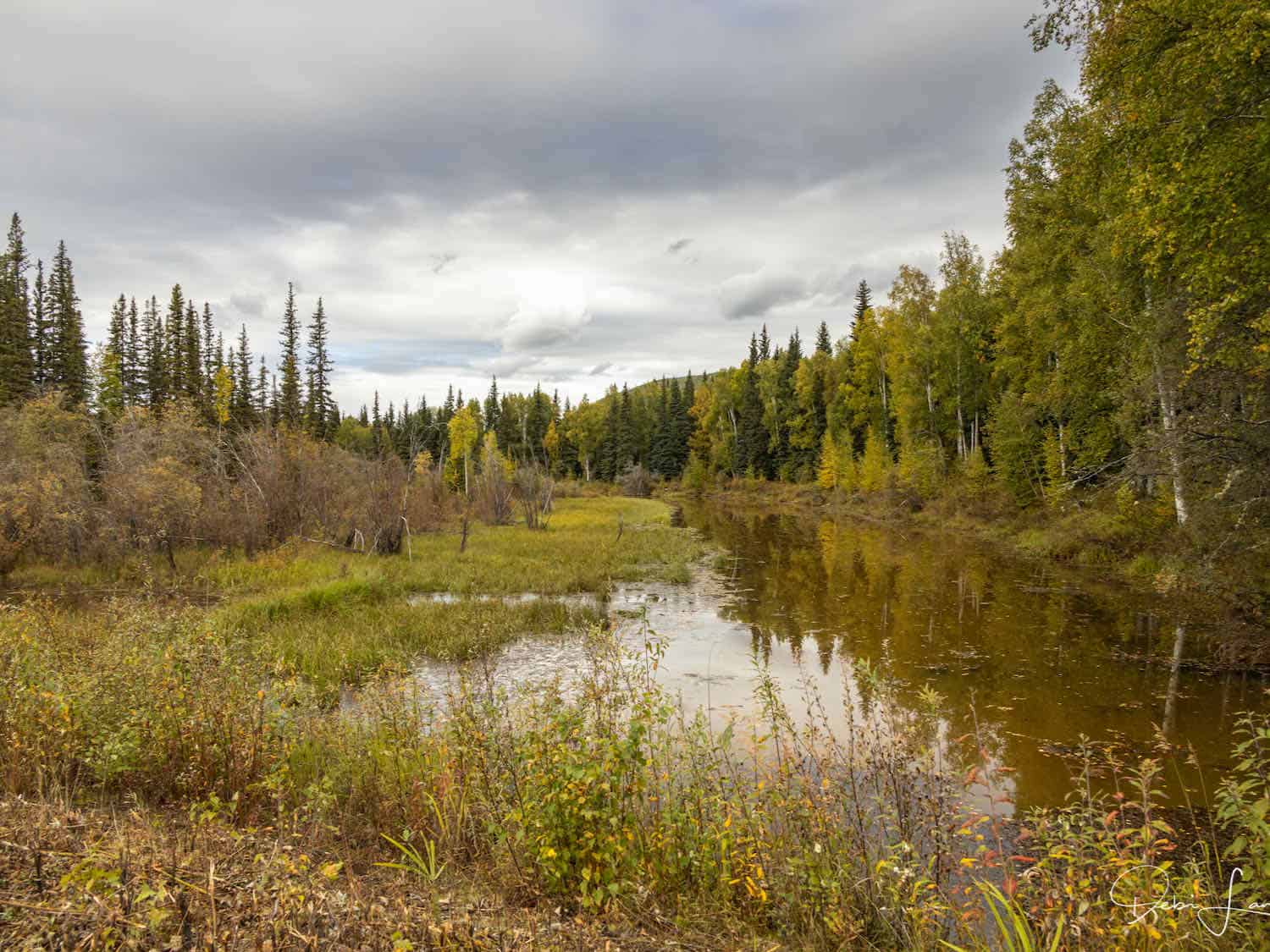 Alaska countryside with pond and trees