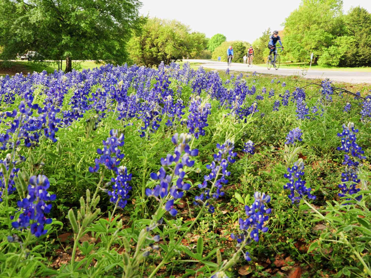 Spring Texas Hill Country Road Trip to See the Bluebonnets