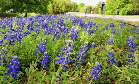 bicyclist riding next to a field of blue wildflowers with trees in the background
