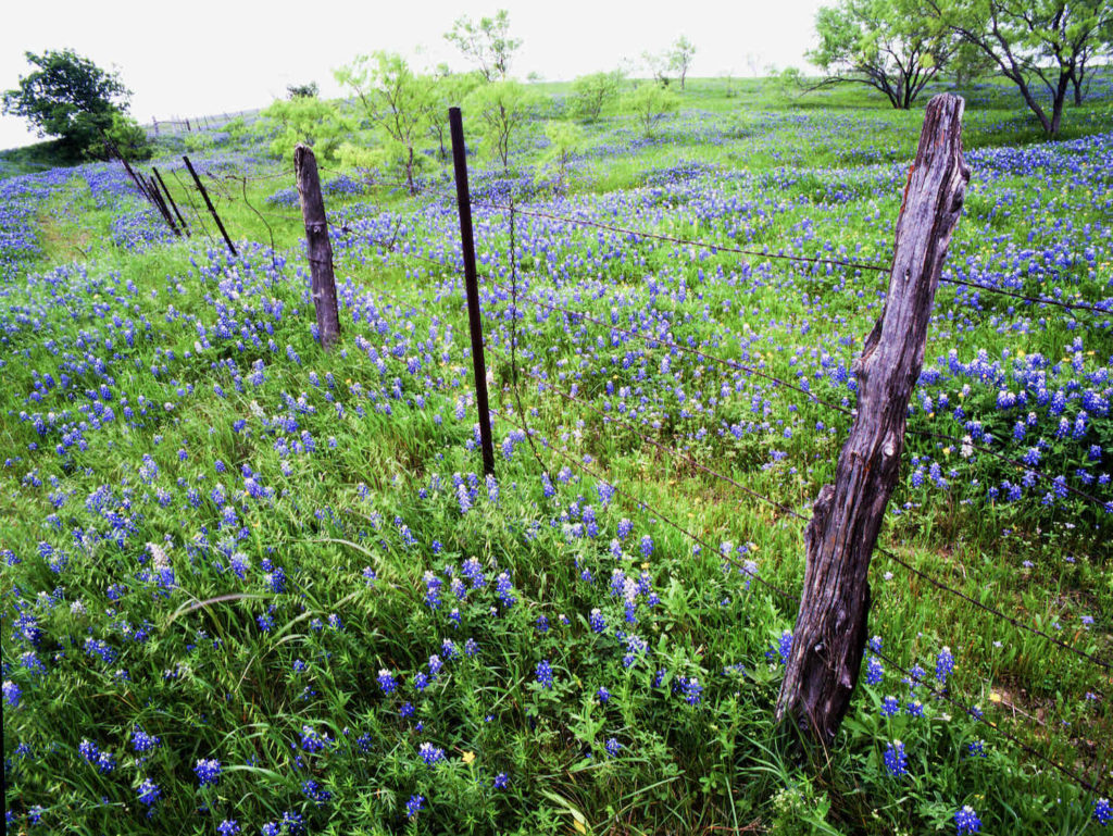 bluebonnets growing in a field next to a wire fence with wood posts in Texas Hill Country.
